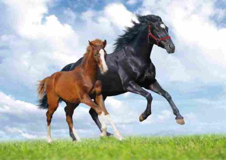 Einladung Pferde Party, 8 St. - Deko  Kindergeburtstag